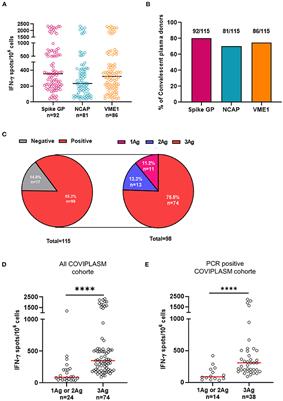 The Quality of Anti-SARS-CoV-2 T Cell Responses Predicts the Neutralizing Antibody Titer in Convalescent Plasma Donors